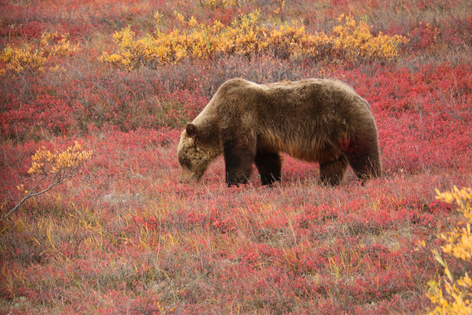 Alaska - Doets Reizen
