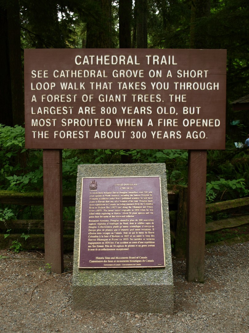 McMIllan Provinciale Park - Cathedral Grove -Vancouver Island - British Columbia - Canada - Doets Reizen