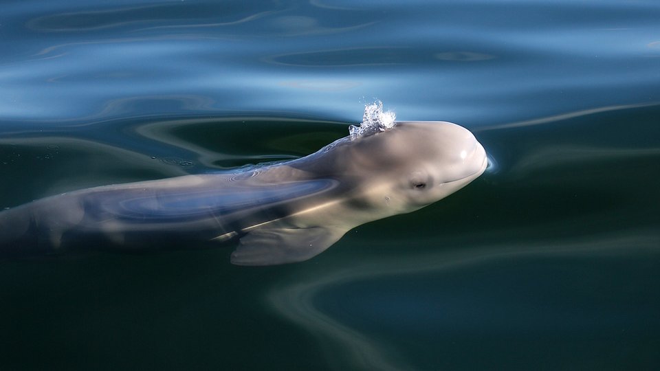 Beluga Churchill - Manitoba - Canada - Doets Reizen