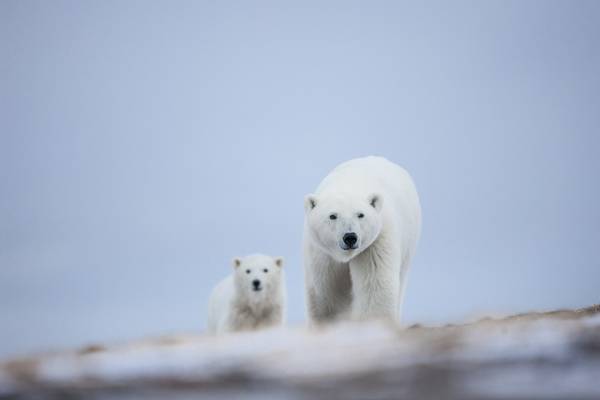 IJsbeer Churchill - Manitoba - Canada - Doets Reizen