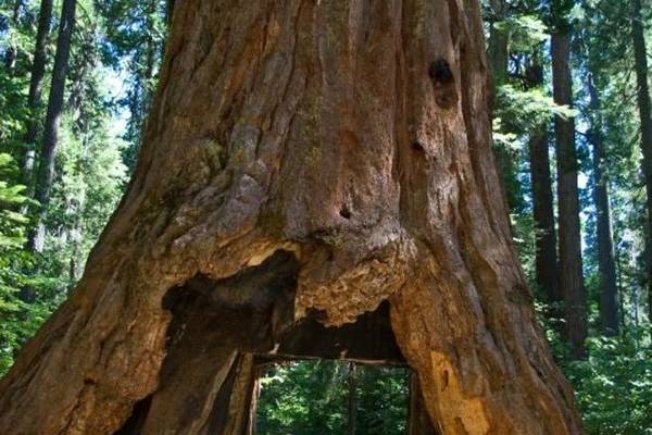 Mariposa Grove - Sequoia National Park - California - Amerika - Doets Reizen