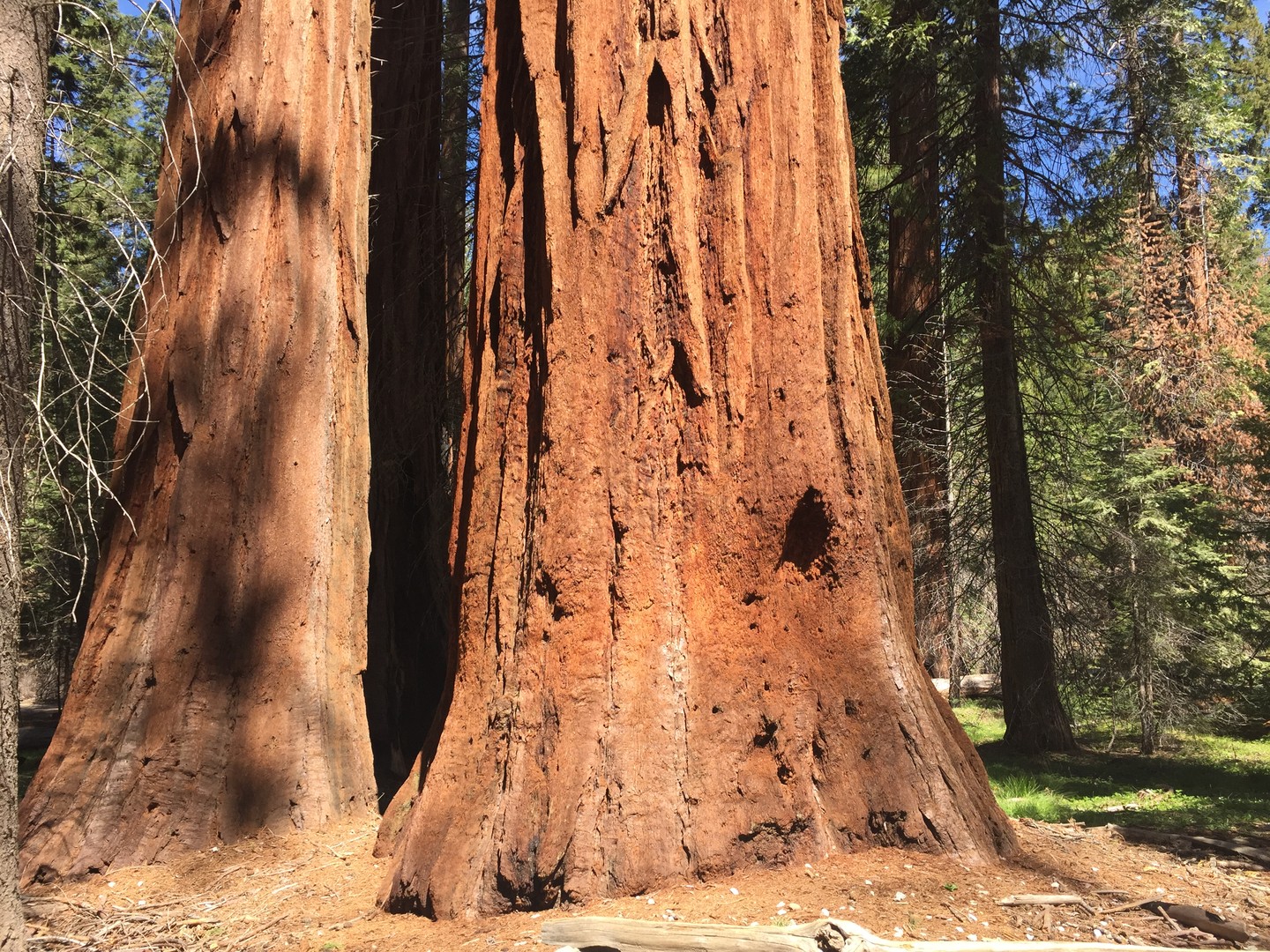 Yosemite National Park - California - Doets Reizen