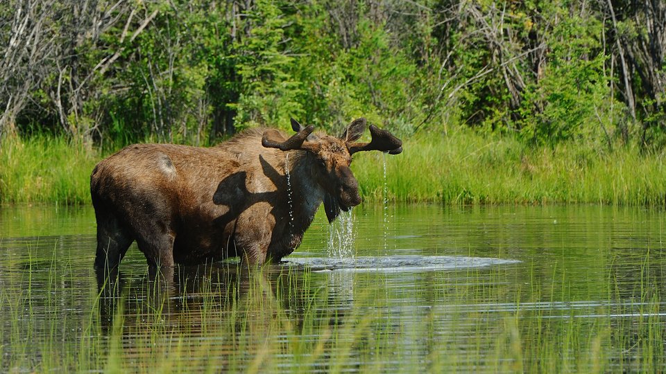 Wildlife Yukon - Canada - Doets Reizen