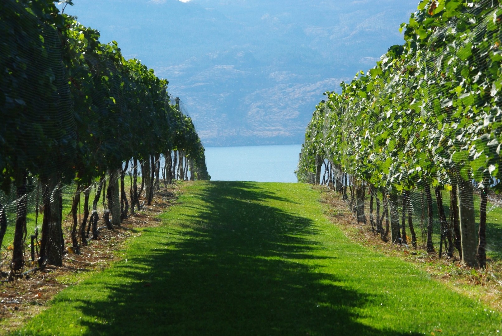 Mission Hill Family Estate Winery  - Kelowna - Okanagan Valley - British Columbia - Canada - Doets Reizen