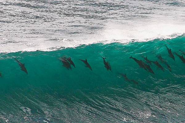 Surfen San Diego - California - Amerika - Doets Reizen