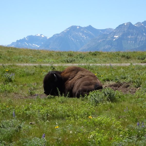 Waterton Lakes National Park - Alberta - Canada - Doets Reizen