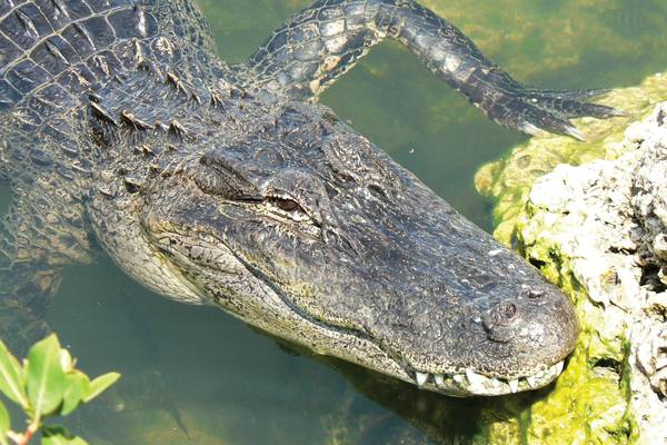 Airboat Tour - Everglades National Park - Florida - Doets Reizen