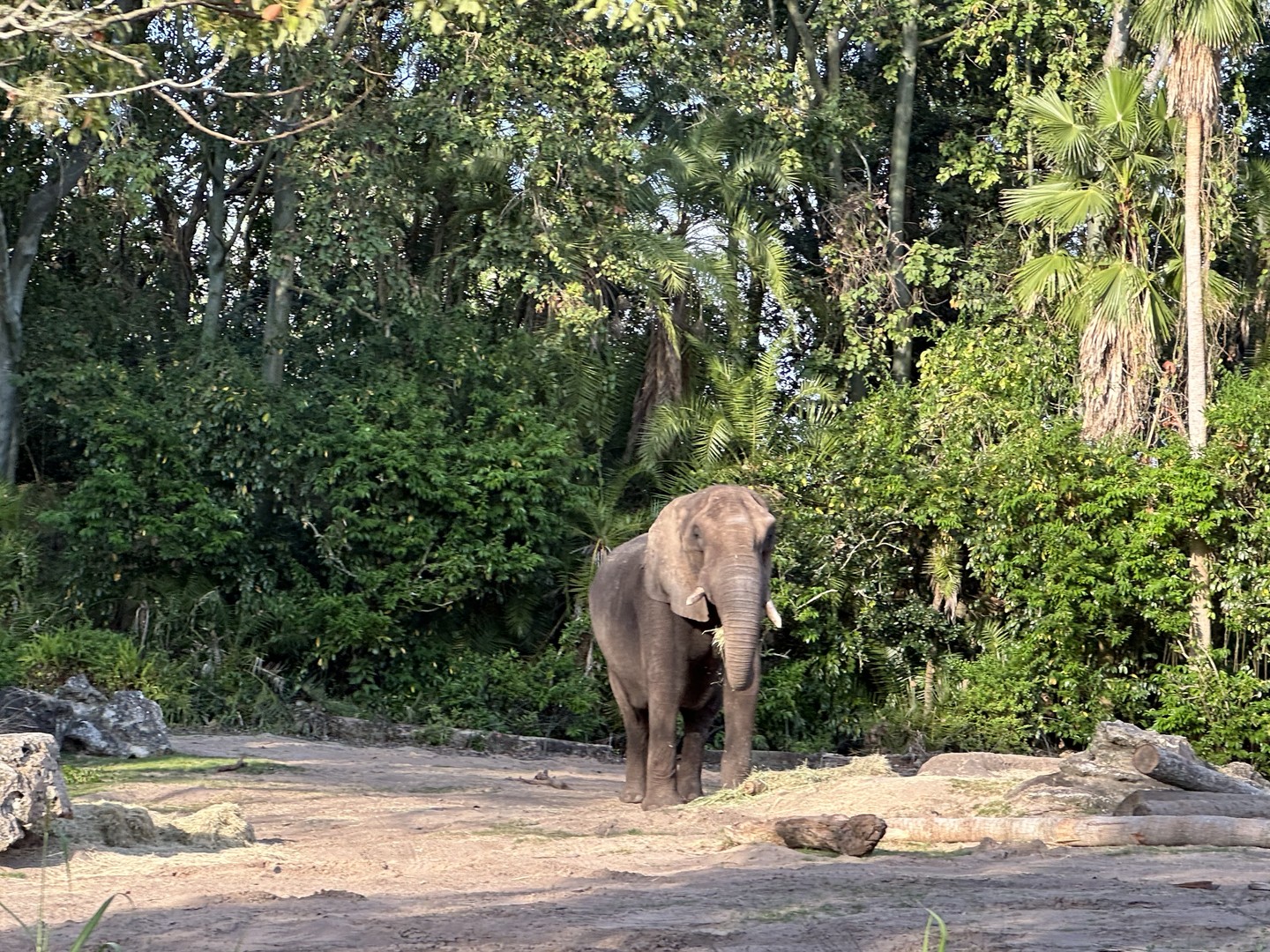 18. Disney Animal Kingdom - Themapark - Florida - Orlando - Amerika - Doets Reizen (66)