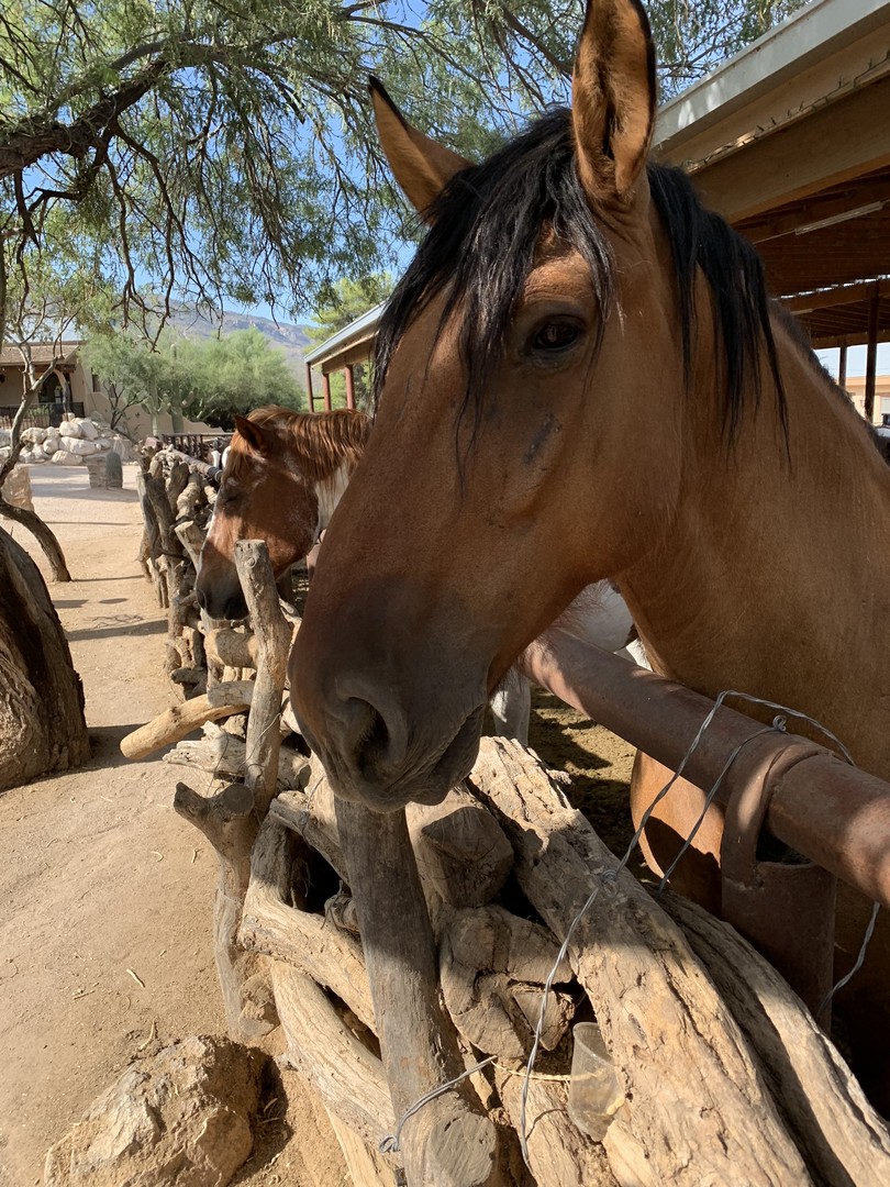 Tanque Verde Ranch - Tucson - Arizona - Doets Reizen