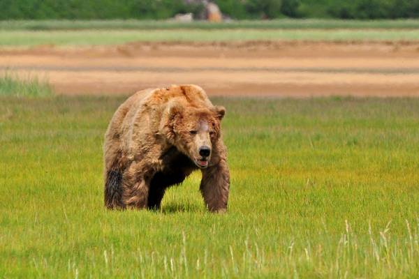 Wildlife Katmai National Park - Alaska - Doets Reizen