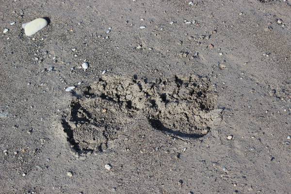 Beren spotten - Katmai National Park - Alaska - Doets Reizen