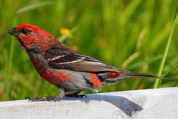 Wildlife - Newfoundland & Labrador - Canada - Doets Reizen