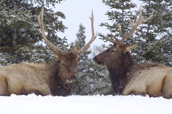 Wintersport - Jasper National Park - Alberta - Doets Reizen