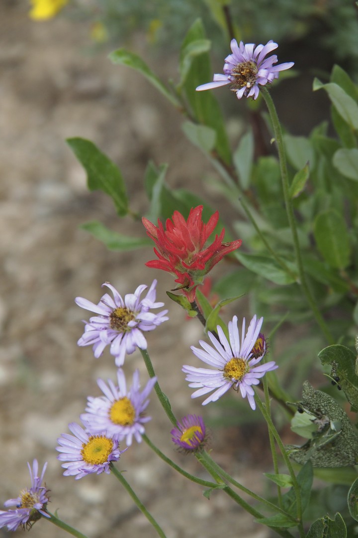 Yoho National Park - British Columbia - Canada - Doets Reizen