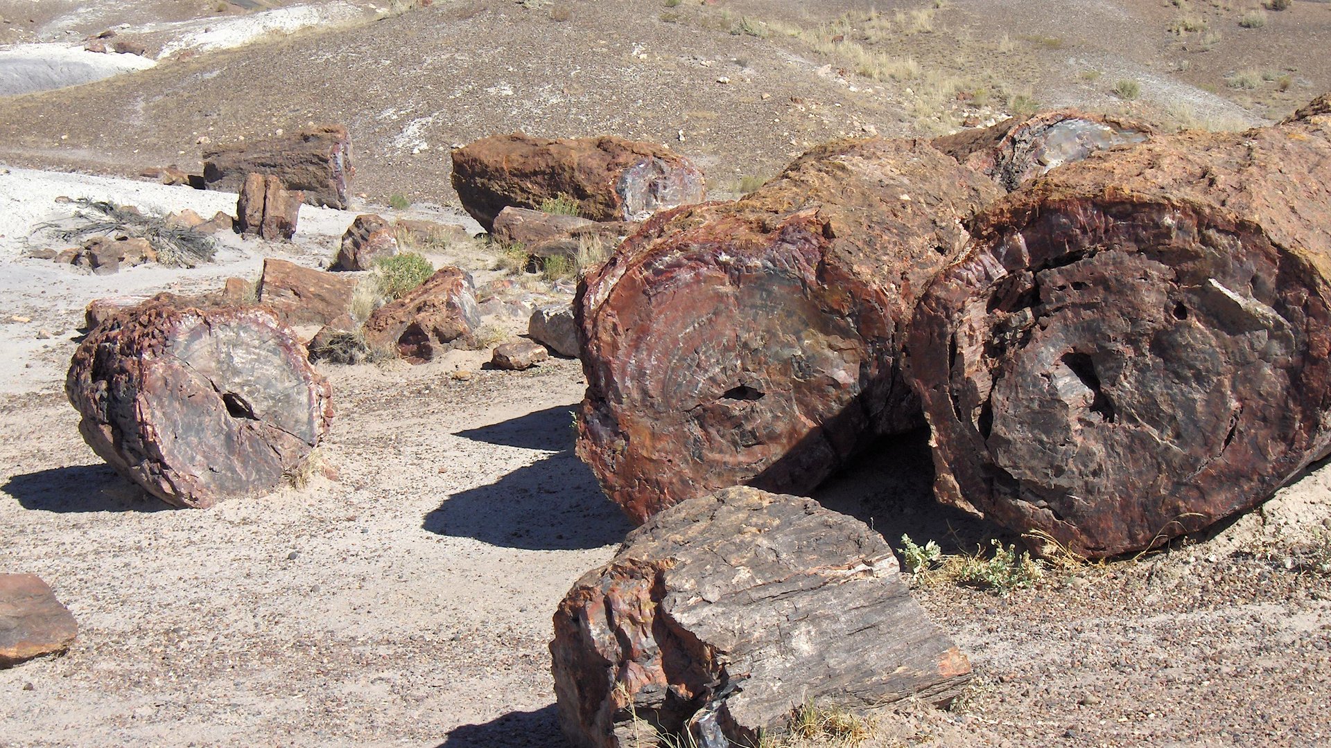 Petrified Forest National Park - Arizona - Amerika - Doets Reizen