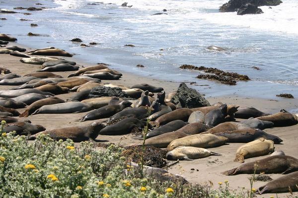Big Sur - Highway 1 - California - Amerika - Doets Reizen