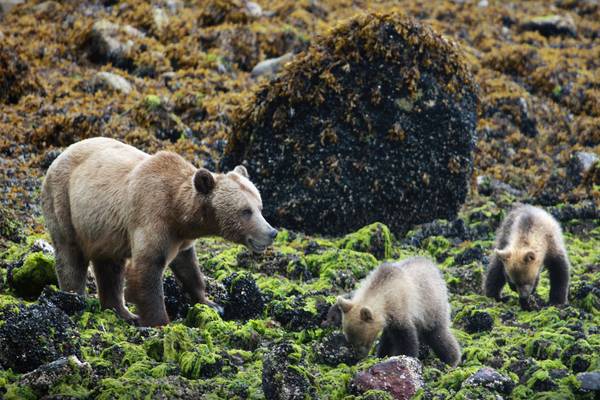 Knight Inlet Lodge - British Columbia - Canada - Doets Reizen
