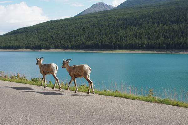 Wildlife - Icefields Parkway - Alberta - Canada - Doets Reizen