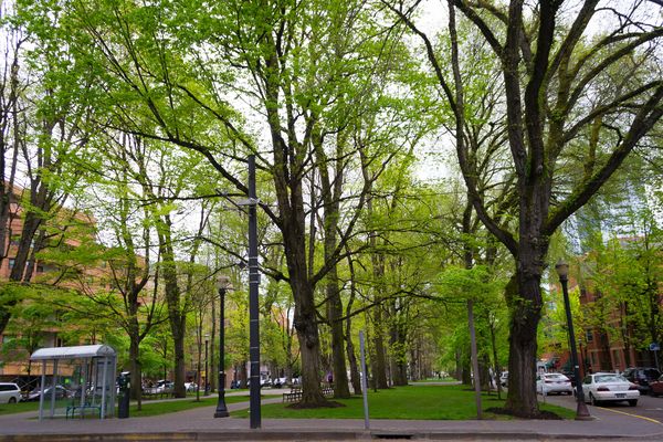 South Park Blocks - Portland - Oregon - Doets Reizen