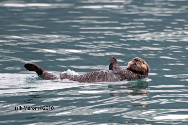 Kenai Fjords National Park - Alaska - Doets Reizen