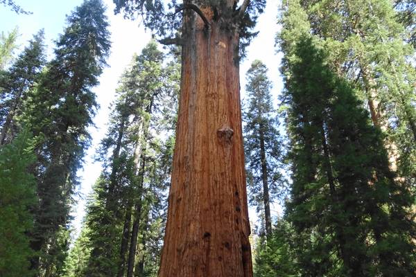 Sequoia National Park - California - Amerika - Doets Reizen