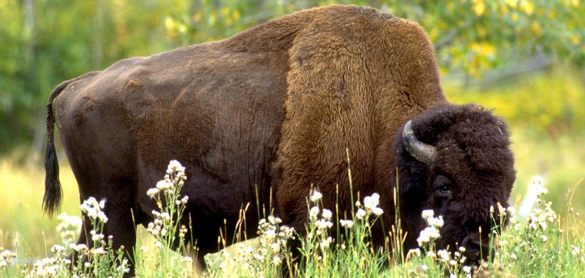 Elk Island National Park - Alberta - Canada - Doets Reizen