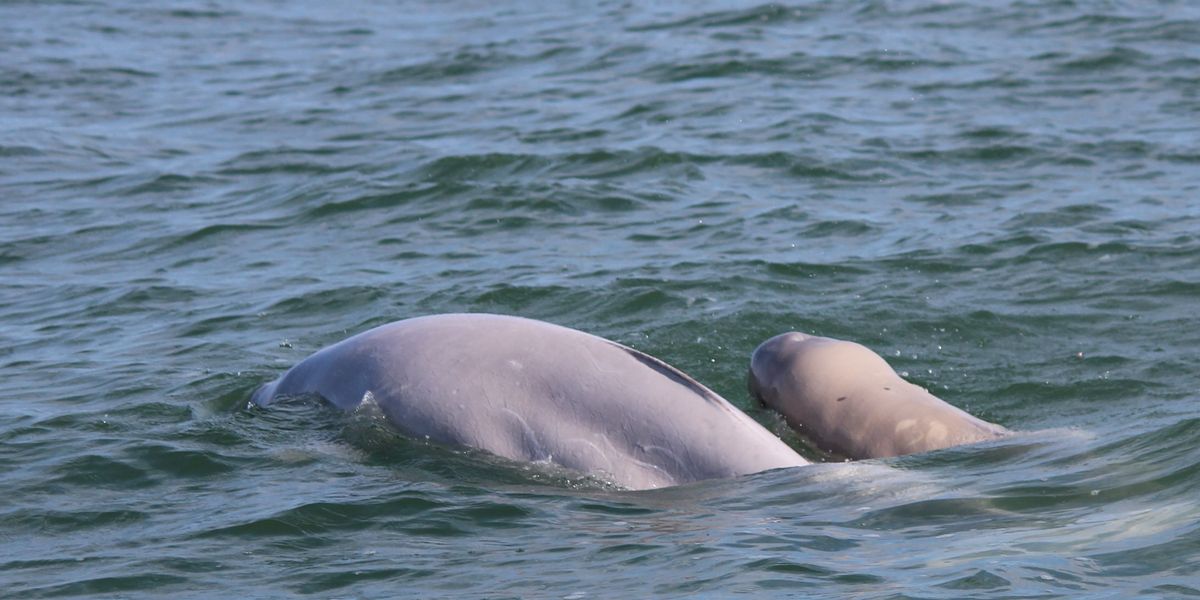 Beluga Churchill - Manitoba - Canada - Doets Reizen