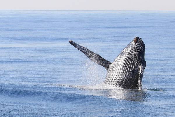 Kenai Fjords National Park - Alaska - Doets Reizen