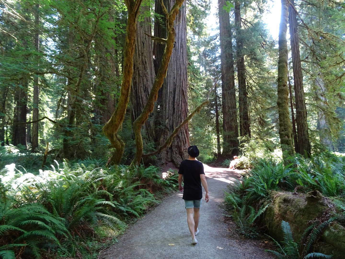Redwood National Park - California - Amerika - Doets Reizen