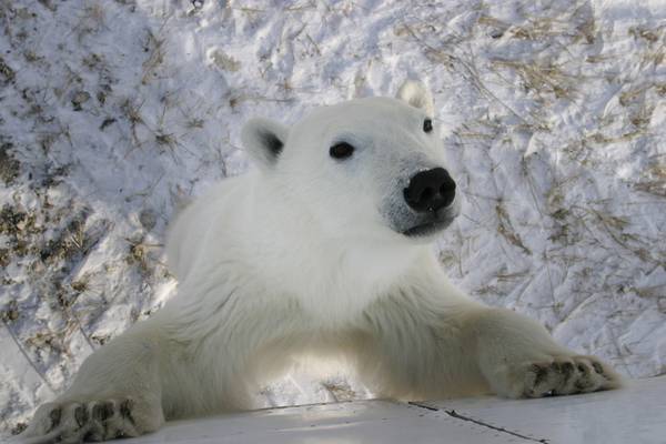 IJsbeer Churchill - Manitoba - Canada - Doets Reizen