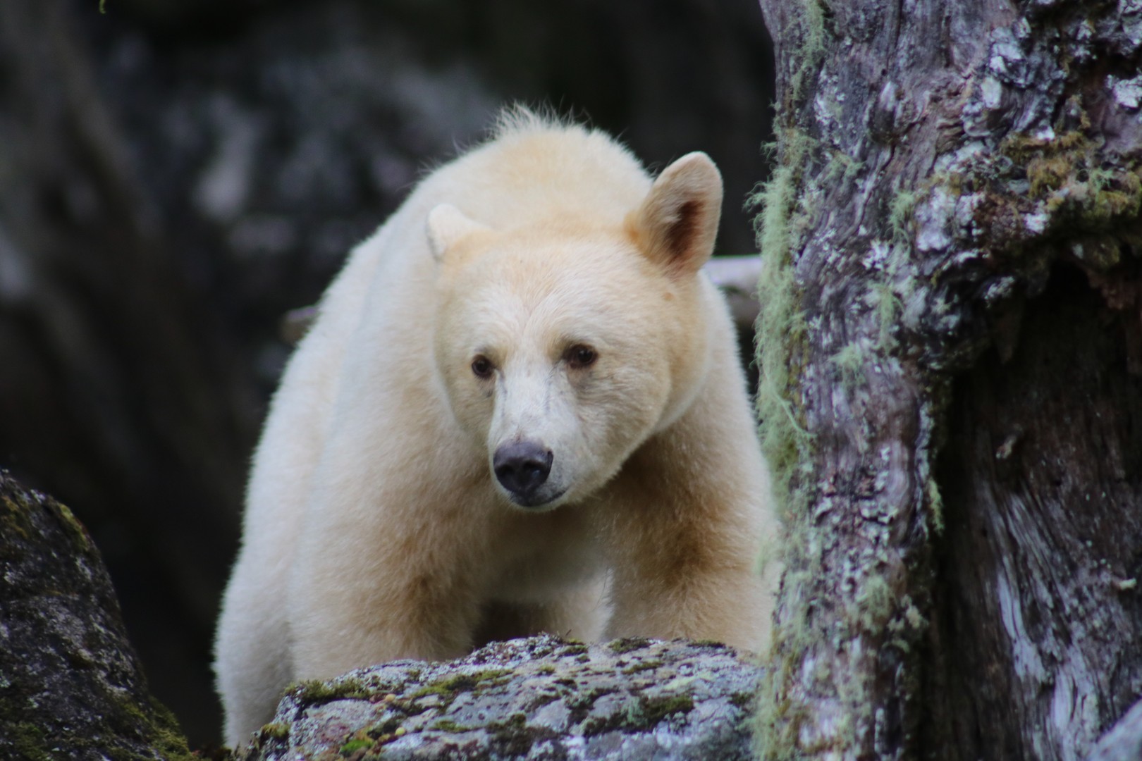 Spirit Bear - Great Bear Rainforest - British Columbia - Canada - Doets Reizen