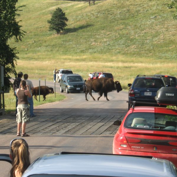 Custer State Park - South Dakota - Amerika - Doets Reizen