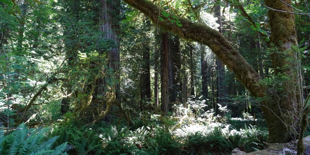 Redwood National Park - California - Amerika - Doets Reizen