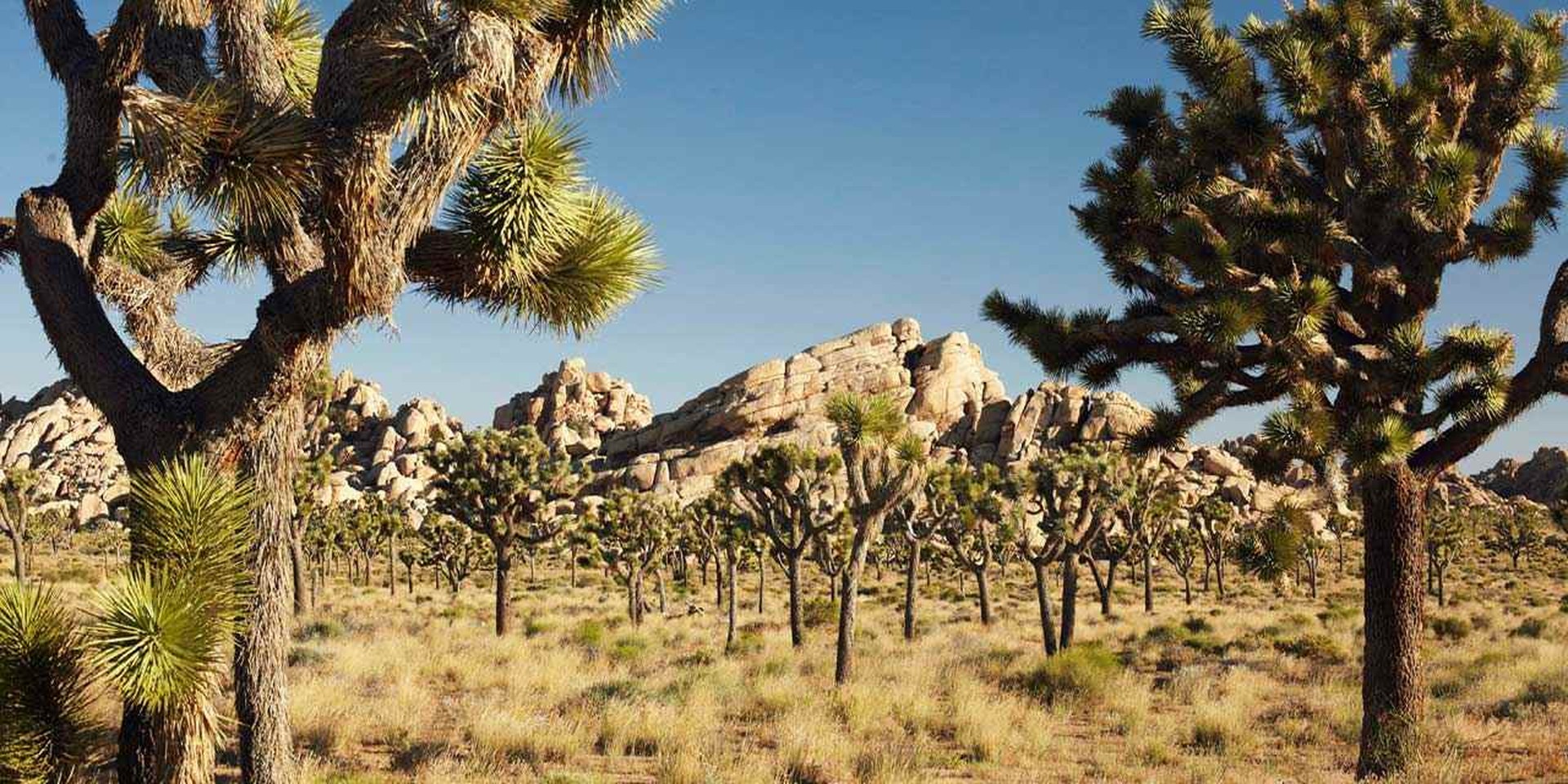 Joshua Tree National Park - California - Amerika - Doets Reizen