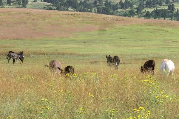 Custer State Park - South Dakota - Amerika - Doets Reizen