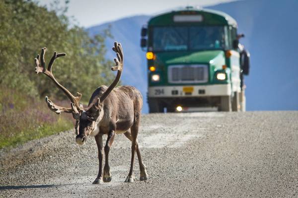 Wildlife Denali National Park - Alaska - Doets Reizen
