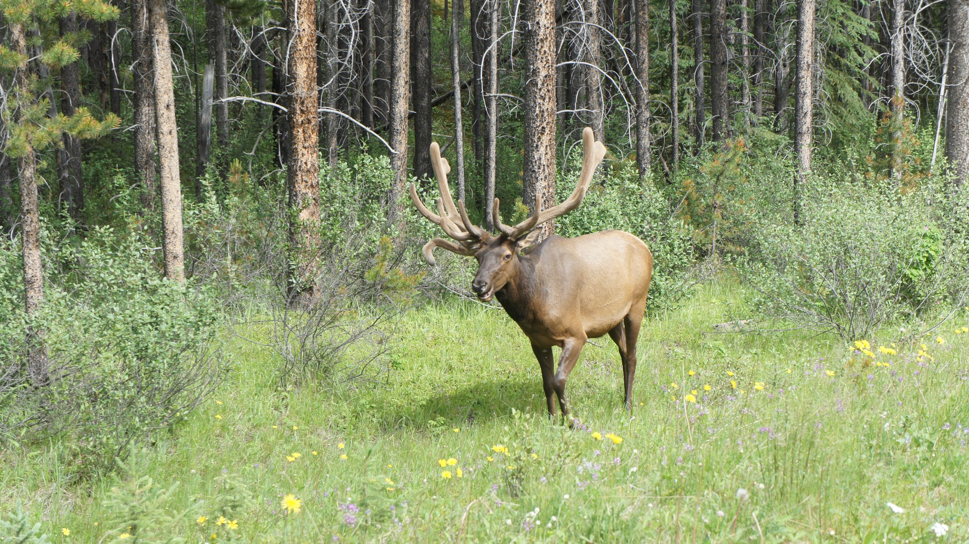 Bow Valley Parkway - Banff National Park - Alberta - Canada - Doets Reizen
