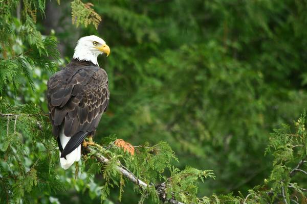 Blue River - Mud Lake - British Columbia - Canada - Doets Reizen