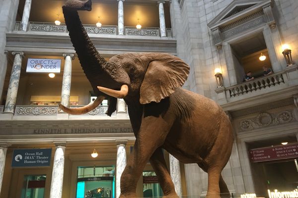 Museum of Natural History - Washington D.C. - Doets Reizen