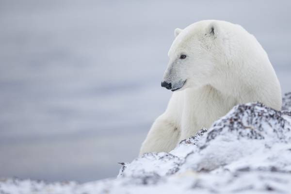 IJsbeer Churchill - Manitoba - Canada - Doets Reizen