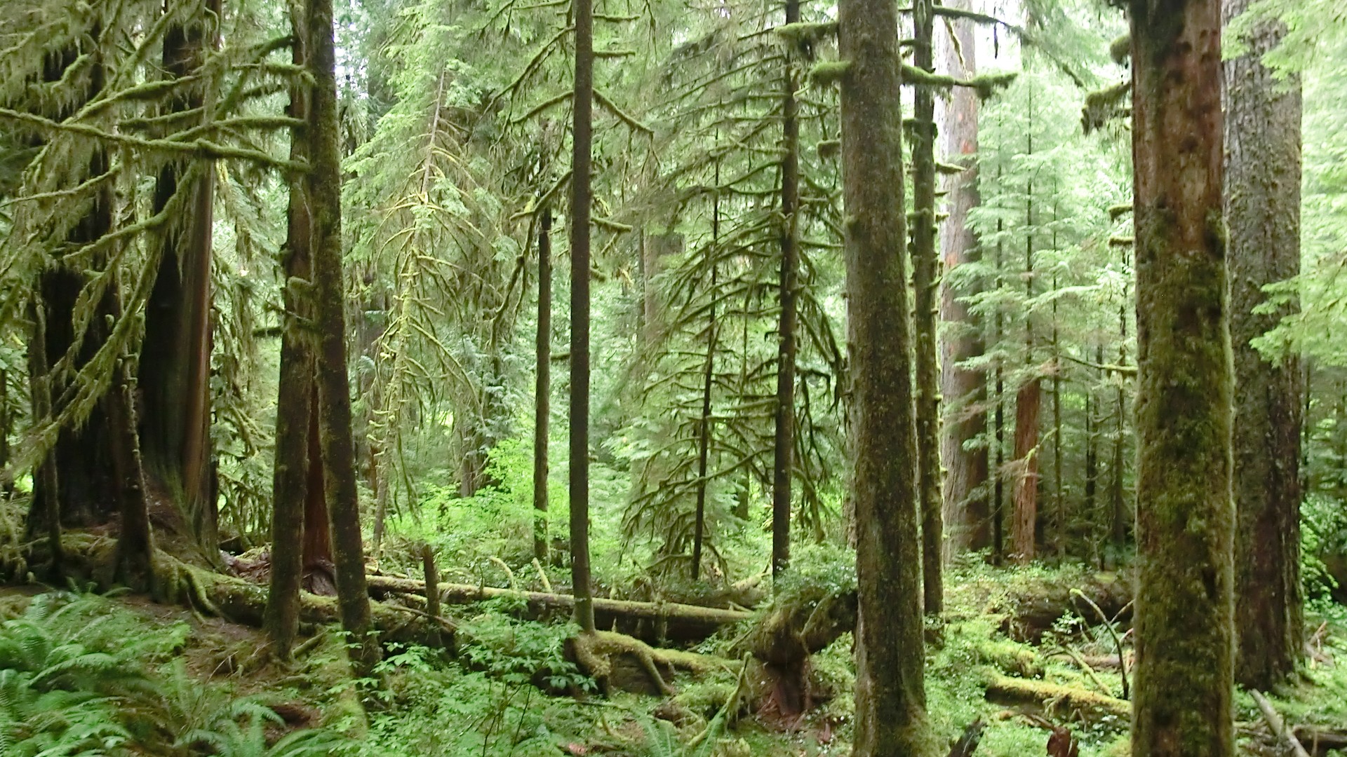 Olympic National Park - Washington State - Doets Reizen