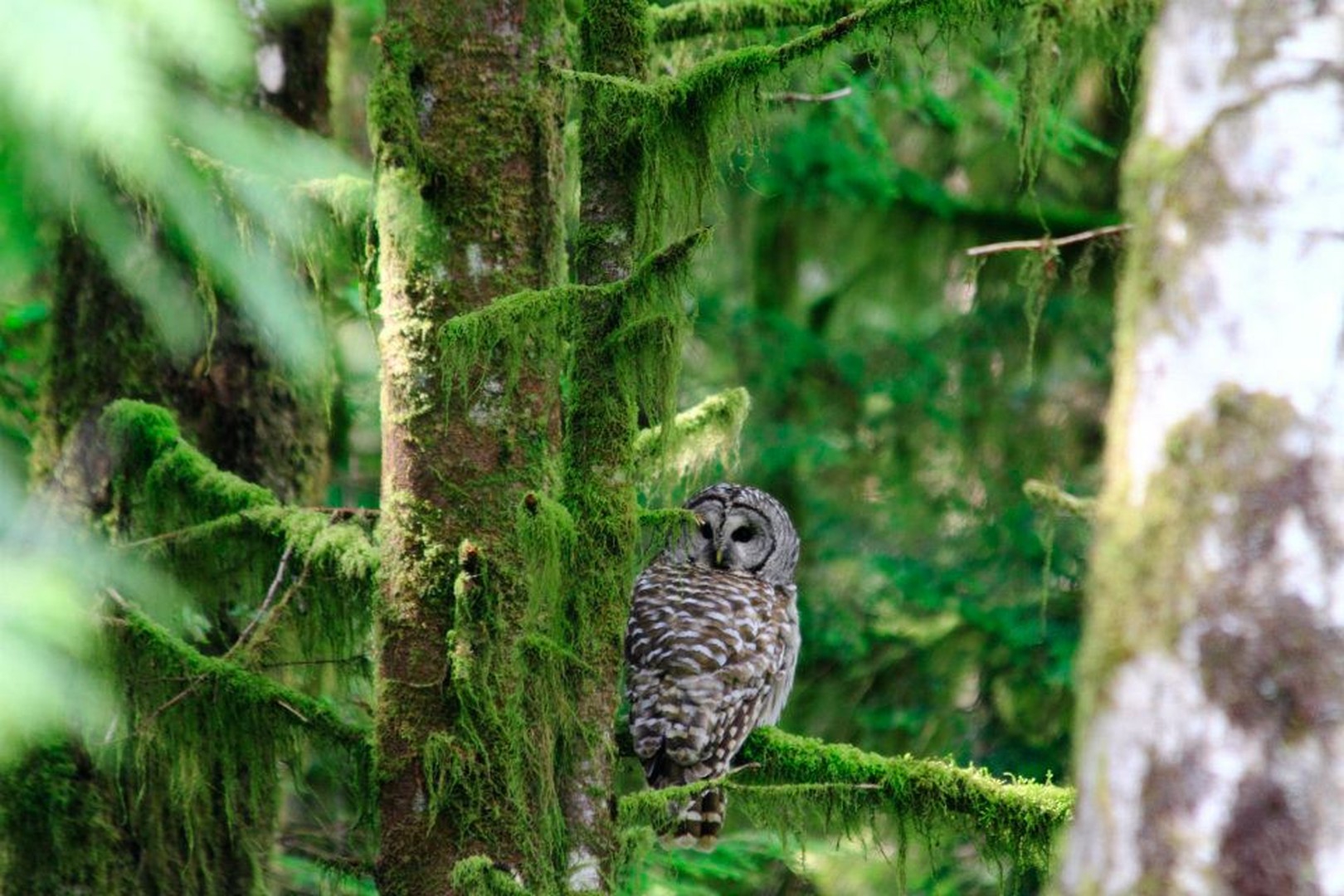 Clayoquot Wilderness Lodge - Pacific Rim National Park - Vancouver Island - British Columbia - Canada - Doets Reizen