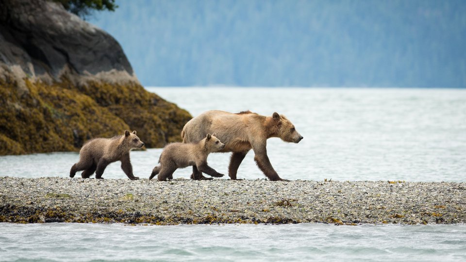 Knight Inlet Lodge - British Columbia - Canada - Doets Reizen