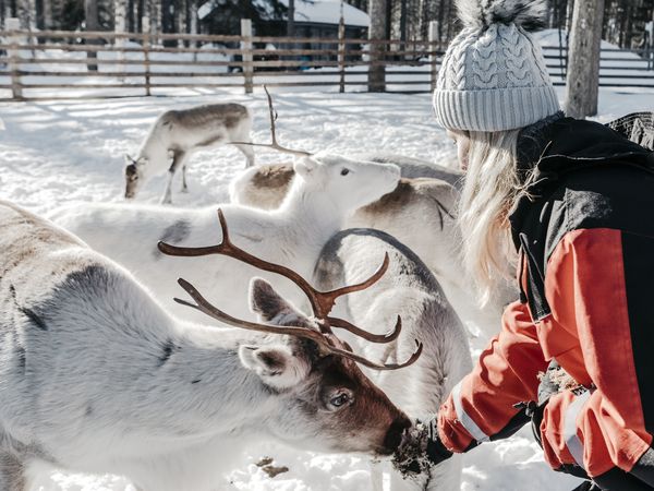 Rendier Safari - Finland - Doets Reizen - credits Lapland Safari's