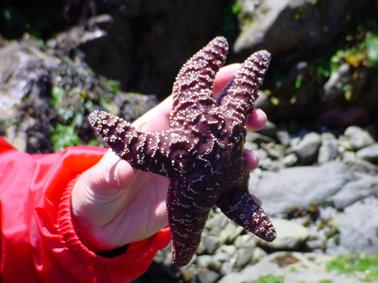 Pacific Rim National Park - Vancouver Island - British Columbia - Canada - Doets Reizen