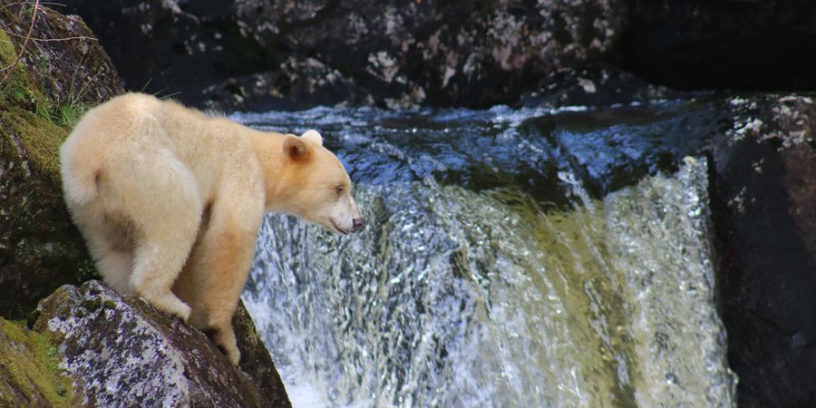 Spirit Bear
