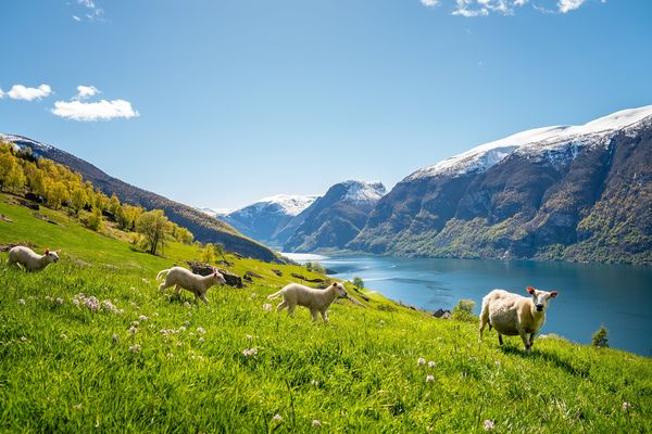 Flåm, Vestland - Vakantie Noorwegen - Doets Reizen - Credits to Visit Flam