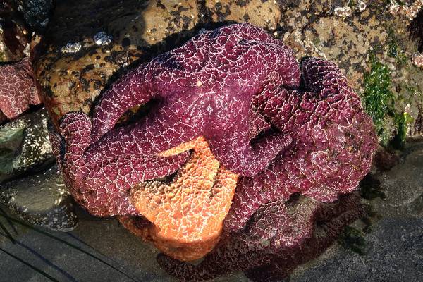 Pacific Rim National Park - Vancouver Island - British Columbia - Canada - Doets Reizen