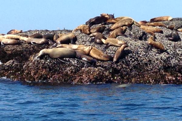 Wildlife Pacific Rim National Park - Vancouver Island - British Columbia - Canada - Doets Reizen
