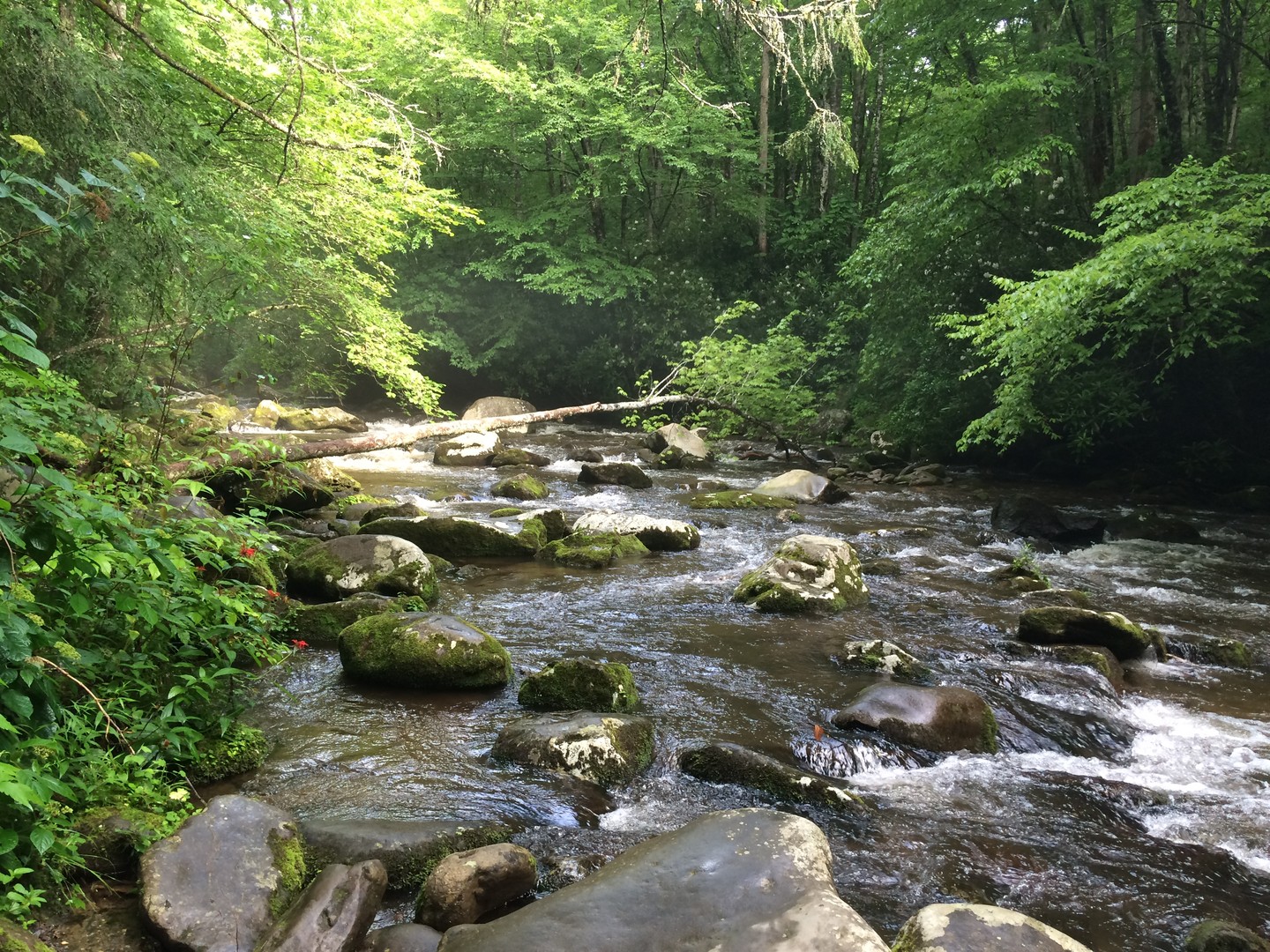 Great Smokey Mountains National Park - Tennessee - Amerika - Doets Reizen
